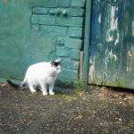 A Cat In The Old Alley 8x8..