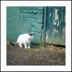 A cat in the old alley 8x8 ..
