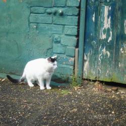 A cat in the old alley 8x8 photography print
